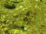 Coll NL 028